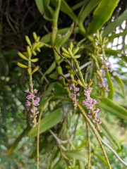 Smitinandia micrantha