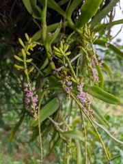 Smitinandia micrantha