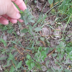 Dracocephalum nutans