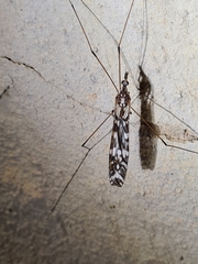 Ischnotoma