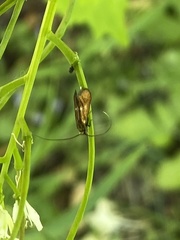 Cauchas fibulella