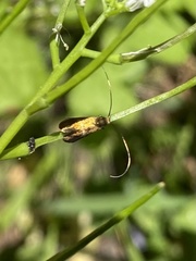 Cauchas fibulella