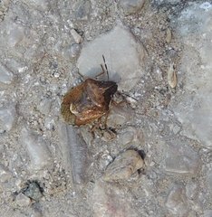 Rubiconia intermedia