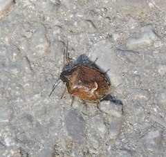 Rubiconia intermedia