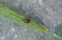 Rubiconia intermedia