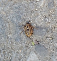 Rubiconia intermedia