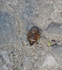 Rubiconia intermedia