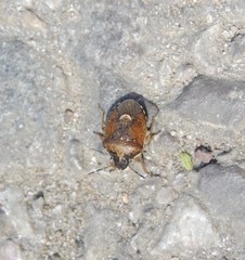 Rubiconia intermedia