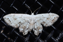 Dysaethria plicata
