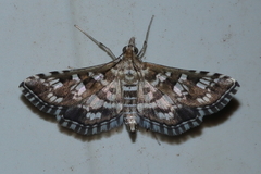 Sameodes iolealis