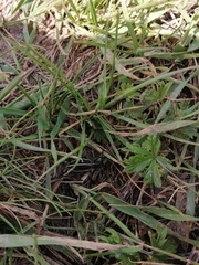 Dorcadion holosericeum