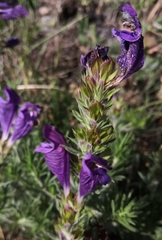 Dracocephalum austriacum