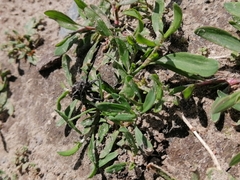 Dorcadion holosericeum