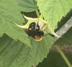Andrena milwaukeensis