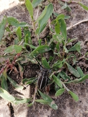 Dorcadion holosericeum