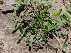 Dorcadion holosericeum