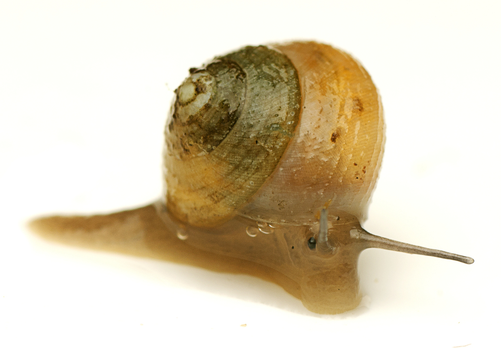 Pleuropoma