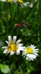 Nomada lathburiana