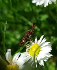 Nomada lathburiana