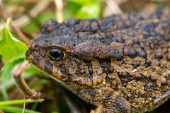 Sclerophrys gutturalis