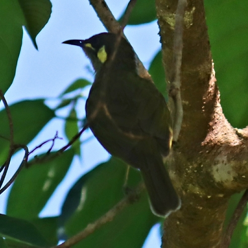 Cryptic Honeyeater (Meliphaga imitatrix), photo 3