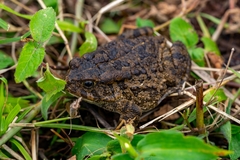 Sclerophrys gutturalis