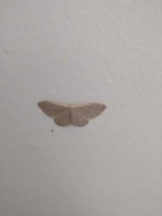 Idaea distinctaria