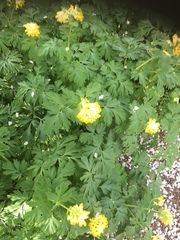 Corydalis nobilis