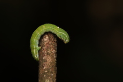 Mesoleuca albicillata