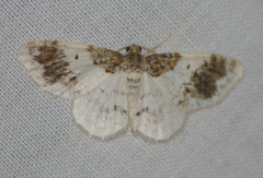 Hydrelia condensata