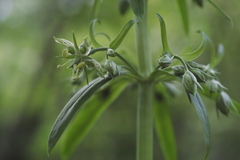 Frasera caroliniensis