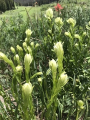 Castilleja septentrionalis