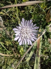 Knautia integrifolia
