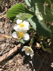 Fragaria virginiana glauca