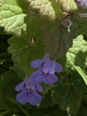 Glechoma hederacea
