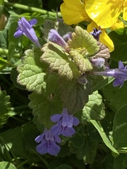 Glechoma hederacea