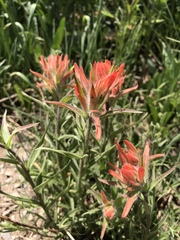 Castilleja linariifolia