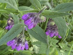 Symphytum officinale