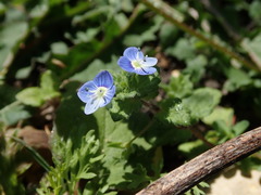 Veronica persica