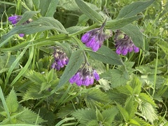 Symphytum officinale