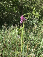 Anacamptis pyramidalis