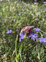 Anacamptis pyramidalis