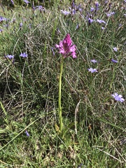 Anacamptis pyramidalis