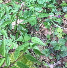 Lathyrus vernus