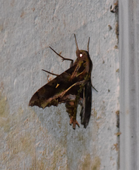 Hemeroplanes ornatus