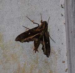 Hemeroplanes ornatus