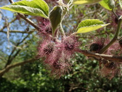 Broussonetia papyrifera