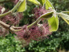 Broussonetia papyrifera