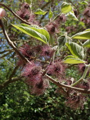 Broussonetia papyrifera