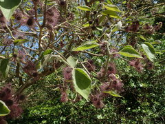 Broussonetia papyrifera